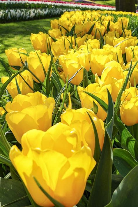 Details Of Beautiful Yellow Tulips Stock Image Image Of Beautiful