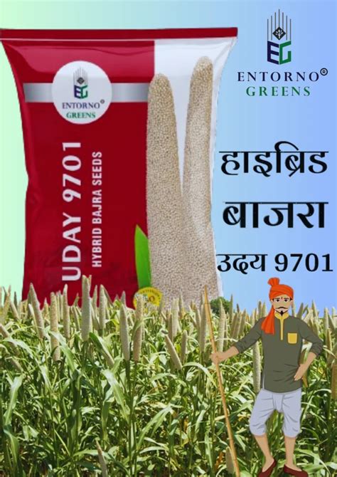 Yellow Brown Colour Uday Hybrid Bajra Seed For Agriculture