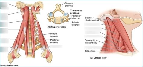 prevertebral muscles Diagram | Quizlet