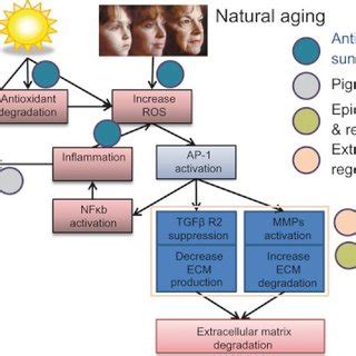 Biochemical Pathways Associated With Extrinsic Photo Aging And