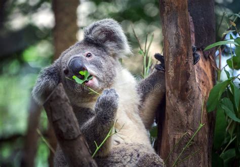 Koala Eating Eucalyptus Leaves. Stock Image - Image of wildlife ...