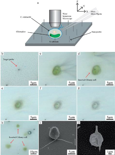 (a) Schematic diagram of the algal cell insertion system. (b) Target NP... | Download Scientific ...