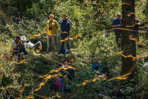 Millions Of Butterflies Stop In These Mexico Sanctuaries Heres How To