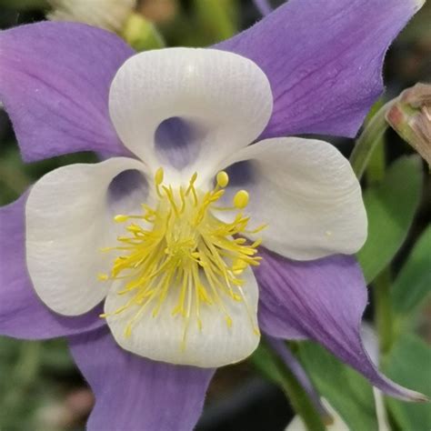 Aquilegia Alpina Blue Star Alpine Columbine Blue Star Χορομίδης