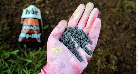 Посадка луковичных цветов осенью в открытый грунт