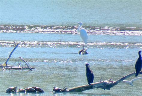 Cistude Grande Aigrette Et Cormoran Groupe Local Luberon Monts De