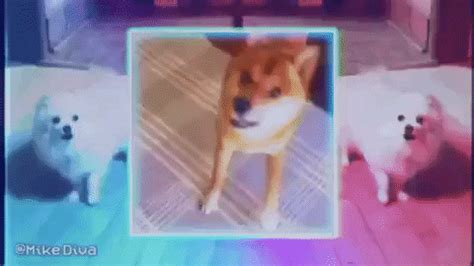 Dog Meme GIF by Mike Diva - Find & Share on GIPHY