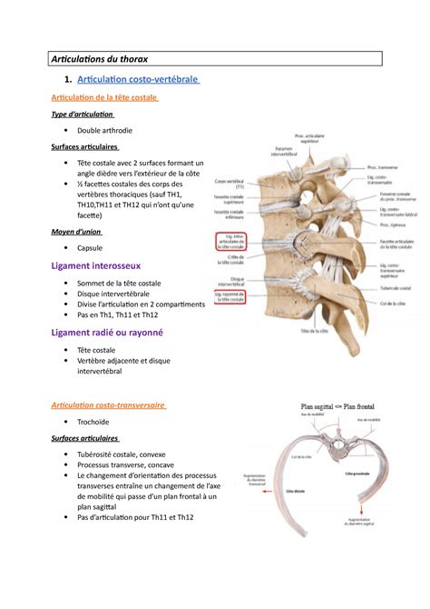 Articulations du thorax Articulation costo vertébrale Articulation de