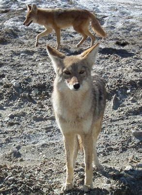 Though coyotes have been observed to travel in large groups, they primarily hunt in pairs ...