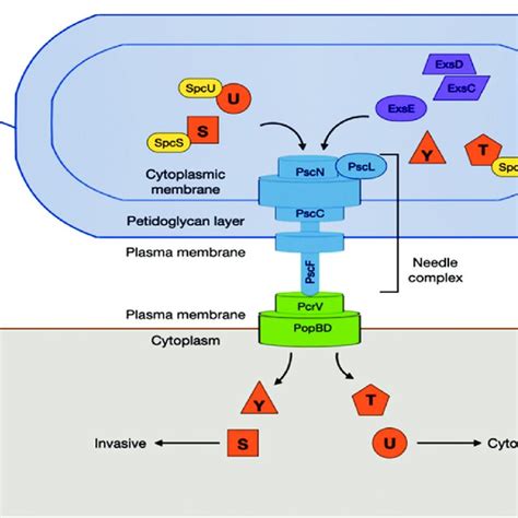 The Type III Secretion System Of Pseudomonas Aeruginosa 17 Type III