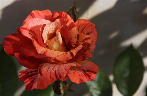 Rose Tropical Lightning