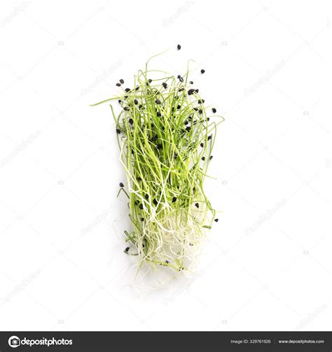 Organically grown microgreens isolated on white background Stock Photo
