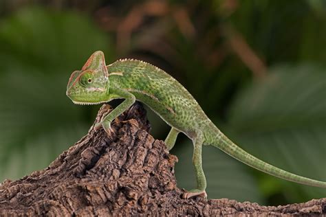 How To Breed Veiled Chameleons Reptiles Magazine