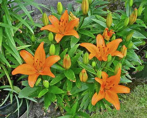 Wild Orange Daylilies Photograph By Jay Milo Fine Art America