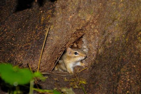 Best Chipmunk Bait - WildlifeRemoval.com