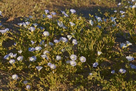 Flowers in the Atacama Desert in Chile Stock Image - Image of chilean ...