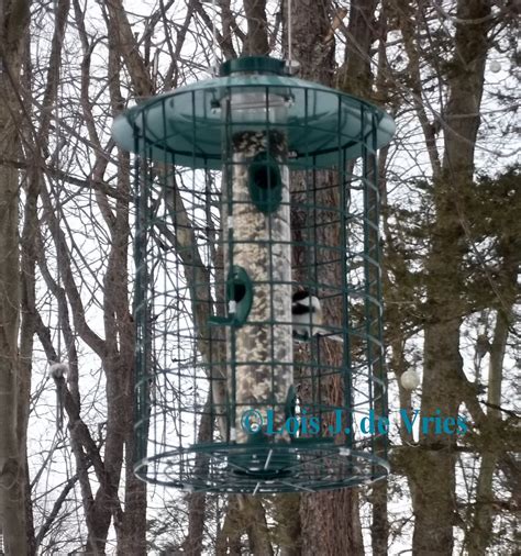 Squirrel-Proof Bird Feeder Idea