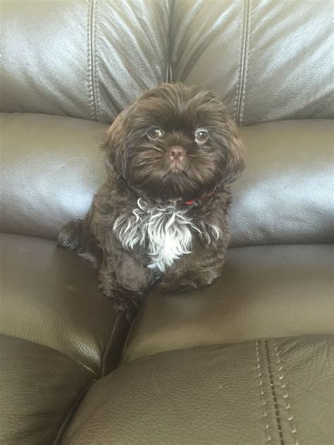 Chocolate Shitzu Adorable Shih Tzus Shih Tzu Shitzu