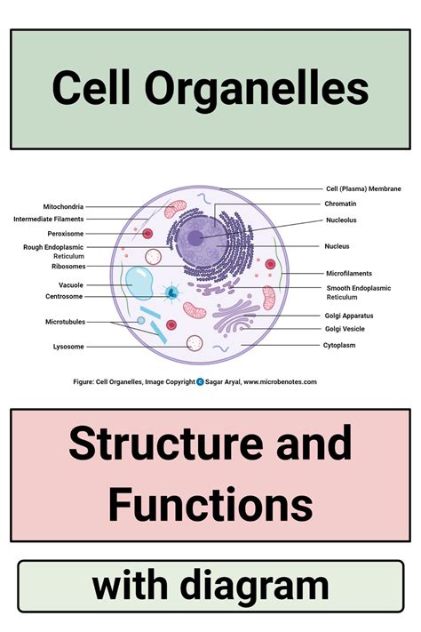 Cell Organelles- Structure and Functions with labeled diagram | Cell organelles, Organelles ...