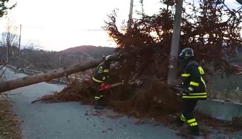 Forti Raffiche Di Vento In Calabria Alberi Caduti E Cavi Tranciati