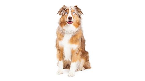 Australian Shepherd Hondenrassen Voeronline