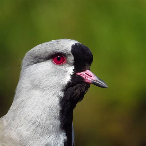 EL TERO Información, curiosidades y características - Uruguay