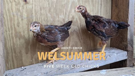 Welsummer 5 Week Old Chicks Youtube