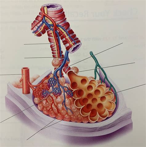 Bronchiole And Alveolar Sac Diagram Quizlet