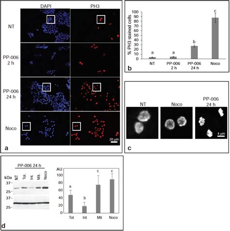 Rounded HT-29 cells collected after treatment with PP-006 are in ... 