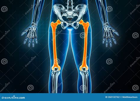 Thigh Anatomy Didactic Scheme Of Structure Of Bone Structure Vector