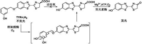 酪氨酸酶生物发光探针及其制备方法和应用与流程2