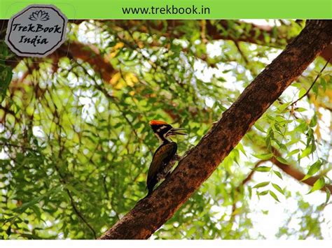 Bird watching at Ranthambore