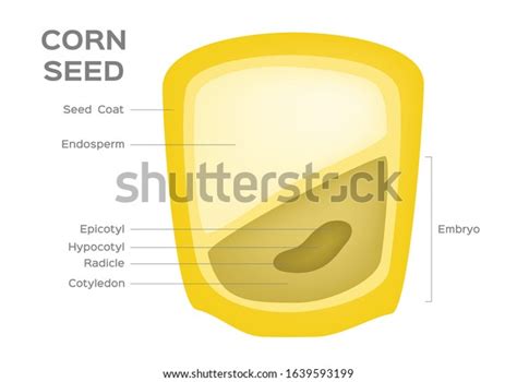 Vektor Stok Corn Seed Vector Anatomy Grain Infographic Tanpa Royalti