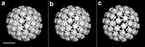 Computer analysis of the capsids allowed to mature for 18 h provided a... | Download Scientific ...