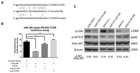 Pik Cd Is A Mir B Target Gene A Mir B Binding Site On Wild Type