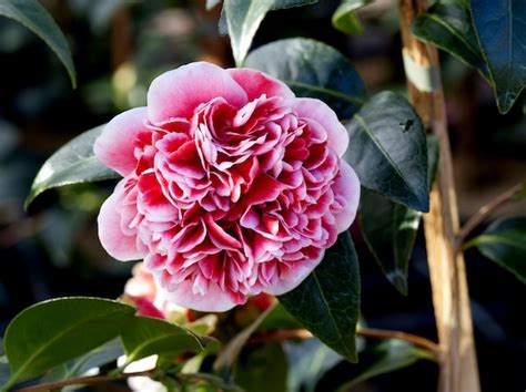 🌸 6 Tipos De Camelias Cuidados Y Características 🌸