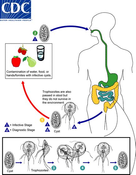 Cdc Dpdx Giardiasis