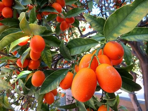 Kumquat Tree Kumquat Tree Kumquat Citrus Fruit