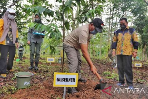 Revolusi Hijau Atasi Ratusan Ribu Hektare Lahan Kritis Di Kalsel