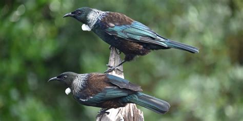 Tui A New Zealand Icon Beaks And Feathers