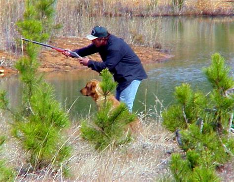 Labrador retrievers, gun dog training, labrador puppies for sale, AKC ...