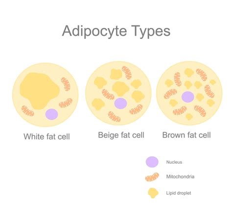 Adipocyte Biology Images Stock Photos D Objects Vectors