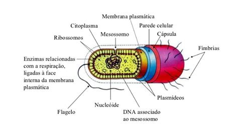 Estrutura celular Procariótica Parte II YouTube