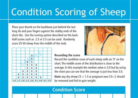 Week Four Sheep Nutrition