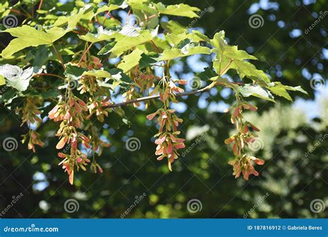 Ramas Con Semillas De Rbol De C Mara Pseudoplatanus Foto De Archivo