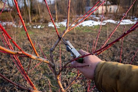 Premium Photo Spring Pruning Of Peach Tree