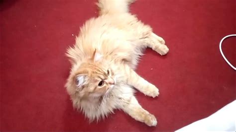 Persian Cat Playing Cute Cats Animals Pets Youtube