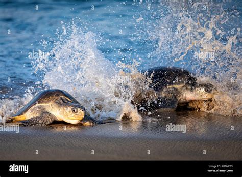 Olive Ridley Sea Turtles Hit By A Wave As They Come Ashore To Lay Eggs