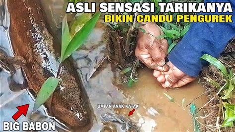 Bikin Geger Mancing Belut Babon Besar Kelaparan Nekad Sampe Keluar