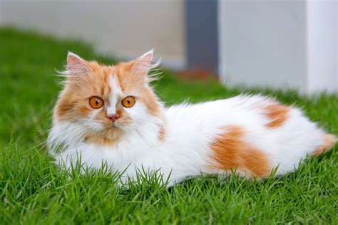 13 Orange and White Cat Breeds You'll Love (With Pictures)